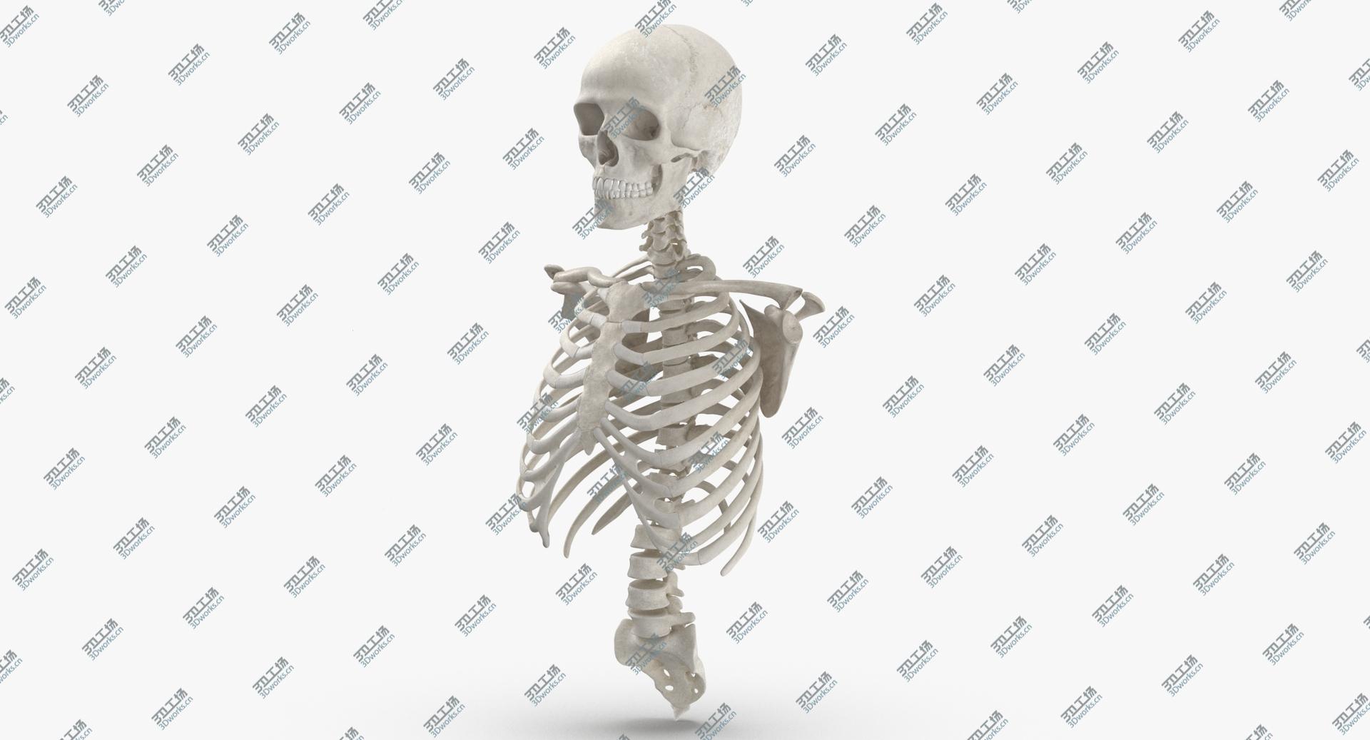 images/goods_img/202104021/3D Real Human Rib Cage Spine Male Skull Calvicle and Scapula Bones Anatomy With Disks White model/5.jpg